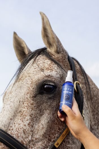 Regard zen yeux cheval