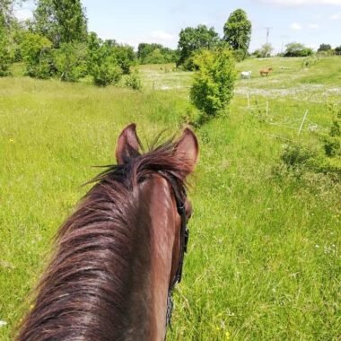 La Phytothérapie : Un Trésor Naturel pour la Santé des Chevaux