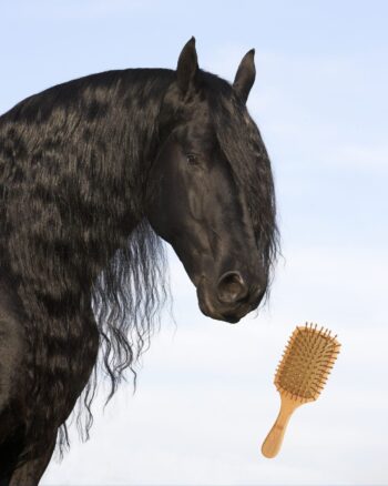 Brosse à crins