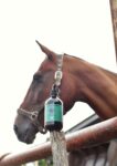Shampoing cheval apaisant